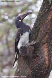 Lophoceros-hemprichii008.Female.Lake-Langano.Ethiopia.9.12.2019