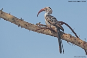 Tockus-erythrorhynchus020.Negele.Ethiopia.2.12.2019