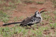 Tockus_erythrorhynchus015.Mpala_R.C.Kenia.3.12.2014