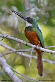 Galbula_ruficauda004.Male.Pantanal.Brazylia.15.11.2013