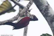 Chrysocolaptes_lucidus_stricklandi002.Female.Sinharaja_Forest_Reserve.Sri_Lanka.26.11.2018