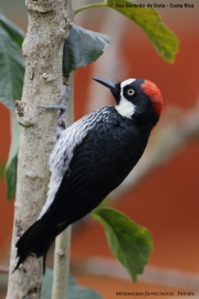 Melanerpes_formicivorus009.Female.San_Gerardo_de_Dota.Costa_Rica.7.12.2015