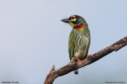 Psilopogon-haemacephalus003.Udawalawe.Sri-Lanka.29.11.2018