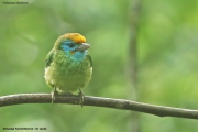 Psilopogon-flavifrons002.Sinharaja-Forest-Reserve.Sri-Lanka.27.11.2018
