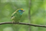 088.019.Psilopogon-flavifrons001.Sinharaja-Forest-Reserve.Sri-Lanka.27.11.2018