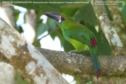 088.055.Aulacorhynchus-haematopygus001.Angel-Pass.Ecuador.AJ_.13.09.2015