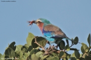 Coracias-caudatus-caudatus006.Tsavo-East-N.P.Kenia_.PJ_.22.09.2011
