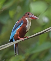 Halcyon smyrnensis002.Kitulgala.Sri Lanka.7.12.2018
