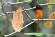 Pericrocotus_flammeus004.Male.Kitulgala.Sri_Lanka.7.12.2018