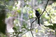 157.017.Dicrurus-paradiseus-lophorinus001.Sinharaja-NR.Sri-Lanka.18.03.2022.IMG_1718