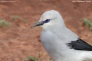 Zavattariornis-stresemanni012.PJ_.Yabelo.Ethiopia.4.12.2019