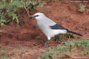 Zavattariornis-stresemanni016.PJ_.Yabelo.Ethiopia.4.12.2019