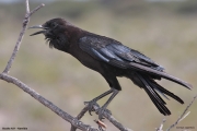 Corvus-capensis003.Etosha-N.P.Namibia.20.02.2014
