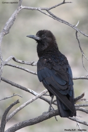 Corvus-capensis004.Etosha-N.P.Namibia.20.02.2014