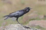 Corvus-capensis006.Bale-Mt.Ethiopia.30.11.2019