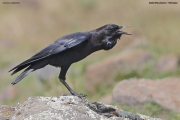 Corvus-capensis007.Bale-Mt.Ethiopia.30.11.2019