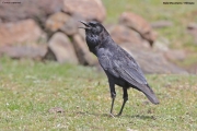 Corvus-capensis008.Bale-Mt.Ethiopia.30.11.2019