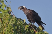 Corvus-crassirostris011.Bale-Mt.N.P.Ethiopia.30.11.2019