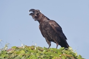 Corvus-crassirostris012.Bale-Mt.N.P.Ethiopia.30.11.2019
