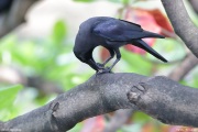 Corvus-splendens005.Kandy_.Sri-Lanka.15.03.2022.IMG_9870