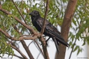 Corvus-macrorhynchos009.Udawalawe.Sri-Lanka.28.11.2018