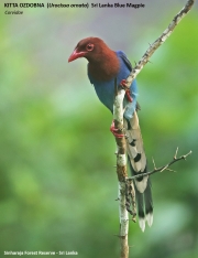 160.15.Urocissa_ornata001.Sinharaja_Forest_Reserve.Sri_Lanka.27.11.2018