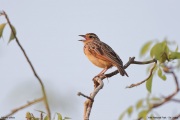 Mirafra-affinis004.Yala-NP.Sri-Lanka.21.03.2022.IMG_2508