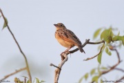 Mirafra-affinis005.Yala-NP.Sri-Lanka.21.03.2022.IMG_2516