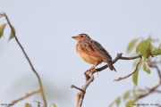 Mirafra-affinis006.Yala-NP.Sri-Lanka.21.03.2022.IMG_2523