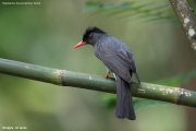 Hypsipetes_leucocephalus_humii003.Kitulgala.Sri_Lanka.7.12.2018