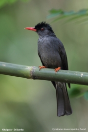 Hypsipetes_leucocephalus_humii004.Kitulgala.Sri_Lanka.7.12.2018