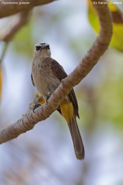 Pycnonotus-goiavier003.Ko-Samui.Thailand.03.2023.IMG_5244