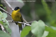 191.130.01.Pycnonotus_melanicterus_melanicterus0001.Sinharaja_Forest_Reserve.Sri_Lanka.26.11.2018