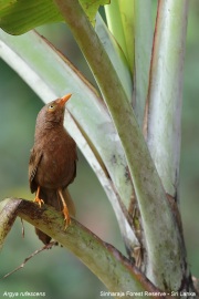 Argya-rufescens017.Sinharaja-Forest-Reserve.Sri-Lanka.18.03.2022.IMG_1433