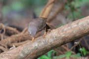 Argya-affinis008.Kandy_.Sri-Lanka.15.03.2022.IMG_1330