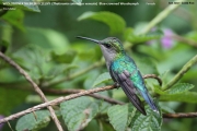 028.235.Thalurania-colombica002.Female.6645.San-Jose.Costa-Rica.26.11.2015