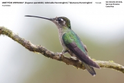 028.293.Eugenes-spectabilis002.Female.San-Gerardo-de-Dota.Costa-Rica.6.12.2015