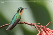 028.306.Lampornis-castaneoventris002.Female.San-Gerardo-de-Dota.Costa-Rica.8.12.2015