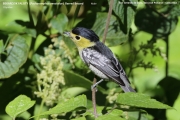 109.009.Pachyramphus-versicolor001.Male_.San-Gerardo-de-Dota.Costa-Rica.7.12.2015