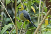 202.004.Ptiliogonys-caudatus001.San-Gerardo-de-Dota.Costa-Rica.9.12.2015