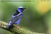 249.116.Cyanerpes-cyaneus001.Male_.Flores.Guapiles.CR_.3.12.2015