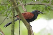 019.045.Centropus-sinensis001.Kitulgala.Sri-Lanka.6.12.2018