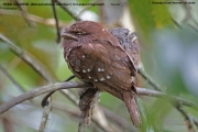 025.009.Batrachostomus-moniliger001.Female.Sinharaja-Forest-Reserve.Sri-Lanka.26.11.2018
