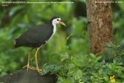 030.067.Amaurornis-phoenicurus005.Sinharaja-Forest-Reserve.Sri-Lanka.27.11.2018