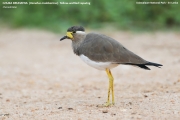 041.048.Vanellus-malabaricus001.Udawalawe-NP.Sri-Lanka.28.11.2018