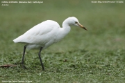 070.041.Bubulcus-ibis015.Nuwara-Eliya.Sri-Lanka.5.12.2018