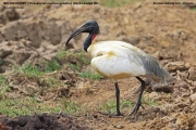 071.004.Threskiornis-melanocephalus001.Bundala-NP.Sri-Lanka.3.12.2018