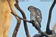 075.125.Accipiter-badius-badius001.Male_.Udawalawe-NP.Sri-Lanka.29.11.2018