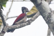 087.118.03.Chrysocolaptes-lucidus-stricklandi001.Female.Sinharaja-Forest-Reserve.Sri-Lanka.26.11.2018