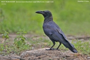 165.091.Corvus-macrorhynchos008.Udawalawe.Sri-Lanka.28.11.2018
